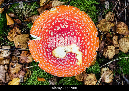 Bunte Nahaufnahme von einem Ikonischen fly agaric Pilz Pilze Stockfoto