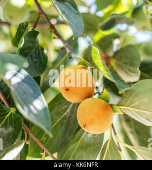 Persimone Früchte unter den grünen Blätter am Baum. Stockfoto