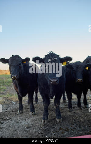 Drei neugierige schwarz Rindfleisch Kühe stehend in die Kamera starrt in einem Winter Weide im Abendlicht Stockfoto