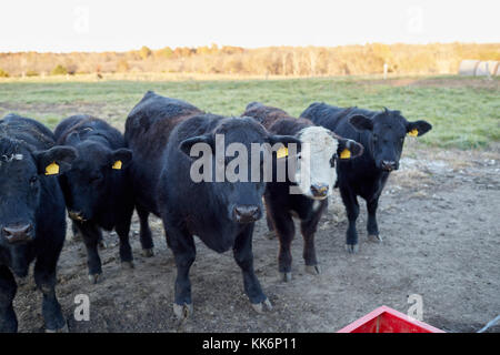 Drei neugierige Rindfleisch Kühe warten auf Ergänzungsfutter stehend in der Nähe einer metallischen Trog in die Kamera starrt Stockfoto