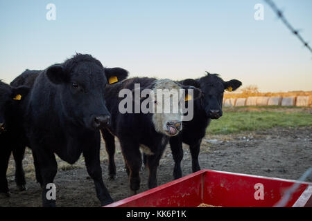 Drei hungrigen schwarz Rindfleisch Kühe stehend warten auf Ihren Abend Feed in der Nähe von einem roten Metall Trog in einen trockenen Winter Weide Stockfoto