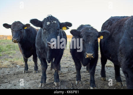 Herde von Fügsamen neugierig schwarzen Kühe steht dabei mit dem Gesicht zur Kamera in einer Zeile in einem Winter Weide im Abendlicht Stockfoto