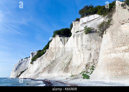 Møns Klint, den steilen Kreidefelsen bis zu 120 m über dem Meeresspiegel auf der östlichen Ostsee Küste der Insel Møn südöstlich von Seeland, Dänemark, Møn oder Moen. Stockfoto