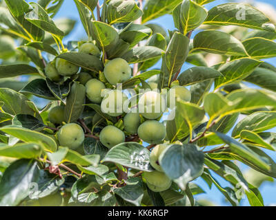 Persimone Früchte unter den grünen Blätter am Baum. Stockfoto