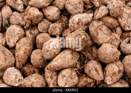 Rübenkampagne. Stapel der geernteten landwirtschaftlichen Wurzel-ernte im Feld. Selektive konzentrieren. Stockfoto