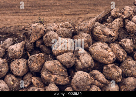 Rübenkampagne. Stapel der geernteten landwirtschaftlichen Wurzel-ernte im Feld. Selektive konzentrieren. Stockfoto