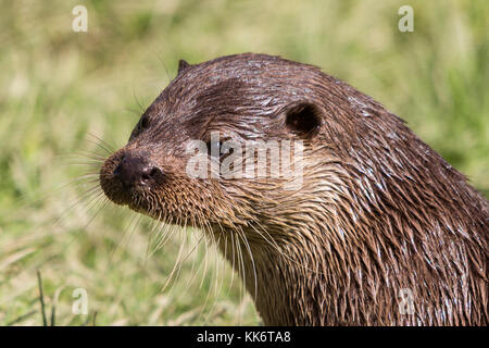 Fischotter Fütterung am britischen Wildlife Center Surrey UK. Lutra lutra Kopf geschossen im Querformat. Nahaufnahme Detail der Gesichtszüge. Stockfoto