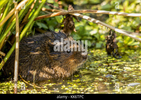 Wasser Vole Arvicola terrestris in einer natürlichen Umgebung gefangen aber am britischen Wildlife Center Lingfield UK. Das Wasser vole kommt aus für Lebensmittel Stockfoto