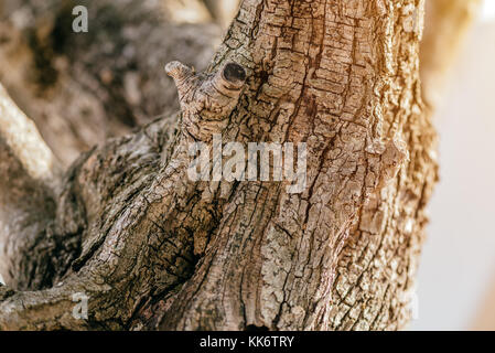 Alter Olivenbaum Rinde Textur in kultivierten Obstgarten, natürliche organische Hintergründe Stockfoto