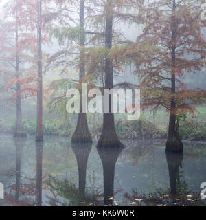 Kahlen Zypresse und nebligen Landschaft, rombergpark, Dortmund, Nordrhein - Westfalen, Deutschland, Europa Stockfoto