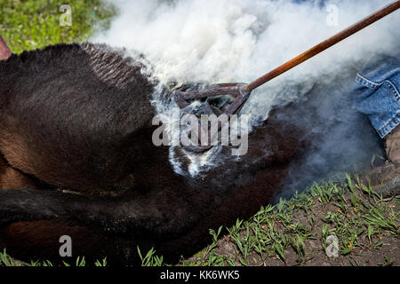 Kalb gebrandmarkt mit einem red hot Branding Iron in einer Wolke von Rauch für die Identifikation in das Feld zu markieren Stockfoto