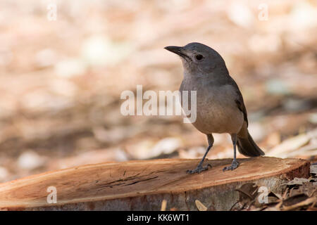 Grau (shrikethrush colluricincla rufiventris Harmonika) Race''. Stockfoto