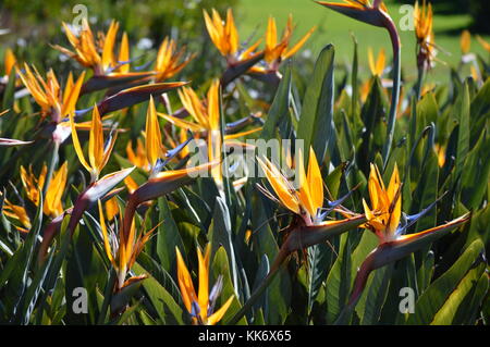 Kran Blume (Strelitzia reginae), in kirstenbosch National Botanical Gardens wachsende Stockfoto