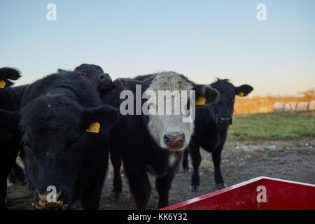 Einzelne weiße-faced Kuh in einer Herde der schwarzen Kühe aufmerksam in die Kamera starrt, als sie steht Warten vor einem roten Metall Trog in einem Wint gefüttert zu werden. Stockfoto