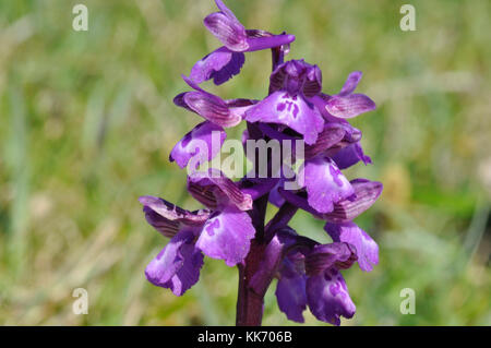 Green-winged Orchid, Anacamptis morio, auf einer Klippe an der Purbeck in Dorset, April und Mai. Stockfoto