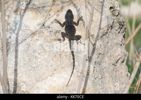 (Stellagama starred Agama stellio) Sonnenbaden auf einem Felsen in der Akamas-halbinsel auf Zypern. Eidechse, Reptil. Stockfoto