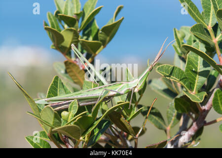 Gemeinsame Kegel - vorangegangen Heuschrecke, auch bekannt als Gerochene Grasshopper (Acrida ungarica) in einem Busch in Zypern Stockfoto