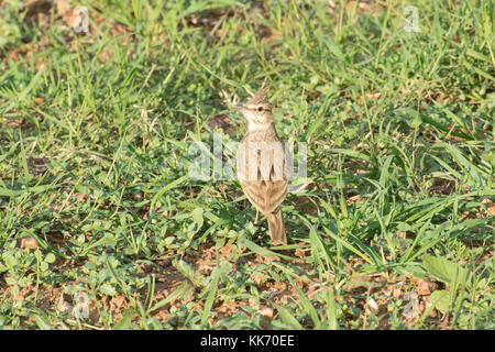 Crested Lark (Galerida cristata) in ein Feld der Akamas-Halbinsel auf Zypern Stockfoto