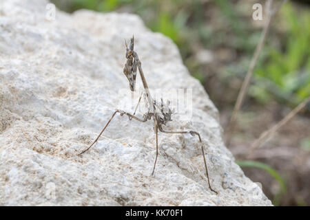 Gottesanbeterin (empusa Fasciata) Nymphe auf einem Felsen im Troodos-Gebirge auf Zypern Stockfoto