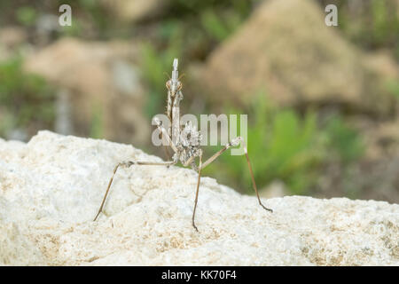 Gottesanbeterin (empusa Fasciata) Nymphe auf einem Felsen im Troodos-Gebirge auf Zypern Stockfoto