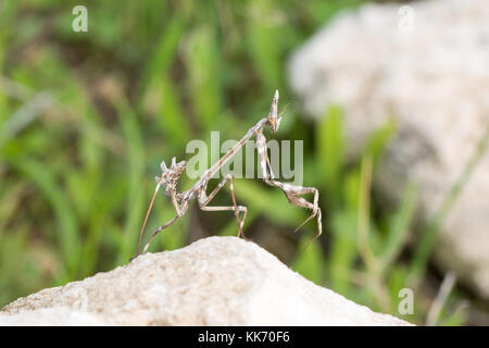 Gottesanbeterin (empusa Fasciata) Nymphe auf einem Felsen im Troodos-Gebirge auf Zypern Stockfoto