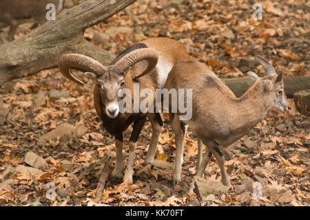 Mufflons (Ovis orientalis ophion) im Troodos-Gebirge auf Zypern - männliche (RAM) und Ewe (weiblich) Stockfoto