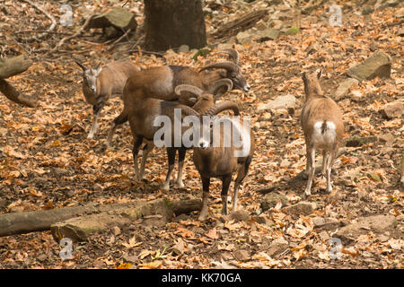 Gruppe von mufflons (Ovis orientalis ophion) im Troodos-Gebirge auf Zypern Stockfoto