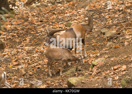 Mufflons (Ovis orientalis ophion) im Troodos-Gebirge auf Zypern - ein Ram und zwei mutterschafe Stockfoto