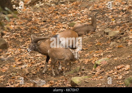 Mufflons (Ovis orientalis ophion) im Troodos-Gebirge auf Zypern - ein Ram und zwei mutterschafe Stockfoto