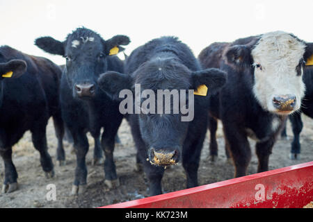 Kuhherde mit Ohrmarken standin hinter dem Zaun auf der Farm Stockfoto