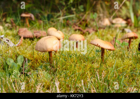 Der Mäher Pilze im Moos von einem Garten Stockfoto