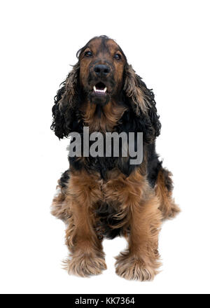 Atemberaubende pedigree Schwarz und tan Cocker Spaniel saßen mit schönen weißen Zähnen auf weißem Hintergrund Stockfoto