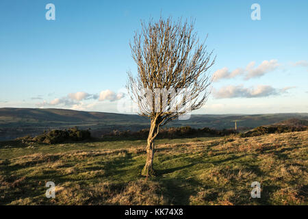 Entlang der Offa's Dyke Path auf Hergest Ridge, oben Kington, Herefordshire, UK. Stockfoto