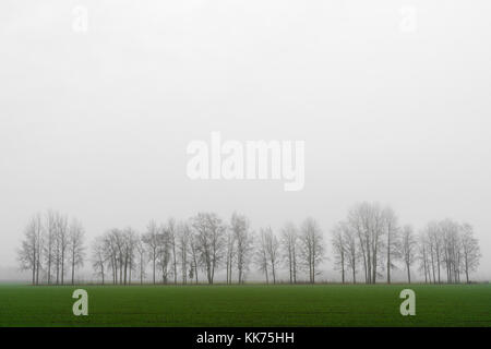 Reihe von blattlosen Bäume gegen Weiße nebligen Himmel und grünen Feld im Vordergrund. Stockfoto