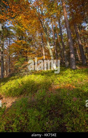 Herbst Wald und Heidelbeeren, Mont Sainte-odile, in deutschen Odilienberg, Peak in den Vogesen, Elsass, Frankreich Stockfoto