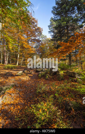 Im Herbst färben in einem Wald in den Vogesen, Elsass, Frankreich Stockfoto