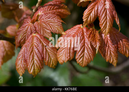 Junge, rot gefärbt, Bergahorn, Acer pseudoplatanus Blätter aus den Knospen im Frühling, Berkshire, April Stockfoto