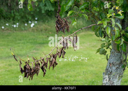 Tot schießen, verursacht durch eine Krankheit, Verletzung von Pear canker, Neonectria ditissima, unten auf dem Zweig, Berkshire, Juni Stockfoto