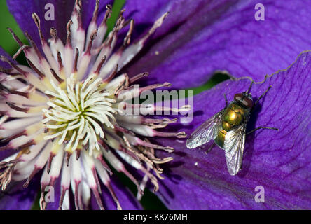 Eine greenbottle Fliegen, Lucilia sp., auf einem blauen Clematis Blüte im Sonnenschein, Berkshire, August Stockfoto