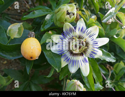 Obst und Blumen von einem dekorativen blauen Passionsblume, Passiflora caerulea, mit Knospen und Blätter auf Klettern Weinstock, September Stockfoto