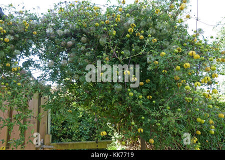 Golden Clematis, Clematis tangutica, blühende und Aussaat über einen Garten Tor und einem nadelbaum Hedge, Berkshire, September Stockfoto