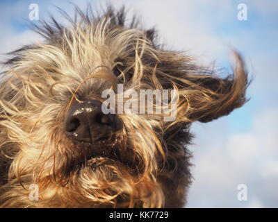 Porträt einer gemischten Rasse niedlichen Hund mit langen braunen Fell gegen Wind Stockfoto