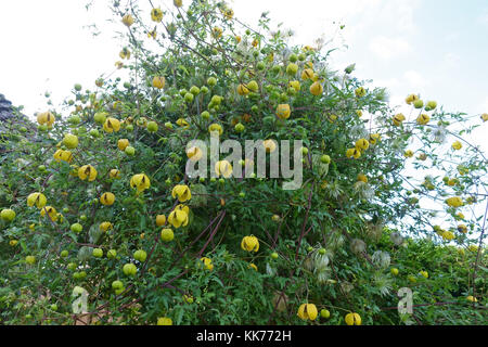 Golden Clematis, Clematis tangutica, blühende und Aussaat über einen Garten Tor und einem nadelbaum Hedge, Berkshire, September Stockfoto