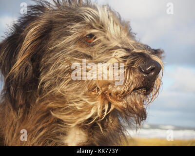 Porträt einer gemischten Rasse niedlichen Hund mit langen braunen Fell gegen Wind Stockfoto