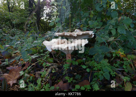 Trooping Trichter oder Mönch Kopf, Infundibulicybe geotropa, Pilze der Waldboden im Herbst, Berkshire, Oktober Stockfoto