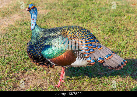 Türkei - Tikal - Guatemala Stockfoto