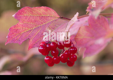 VIBURNUM OPULUS Gefüllte Schneeball HERBST Stockfoto