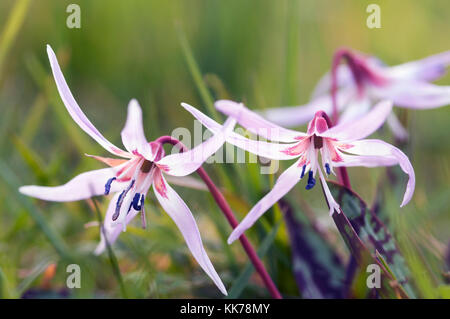 ERYTHRONIUM DENS CANIS Stockfoto