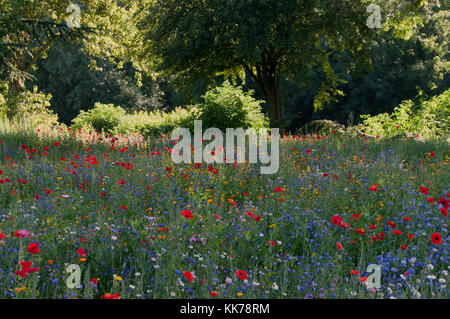 Wilde Blumen auf VERKEHRSINSEL in Coventry Stockfoto