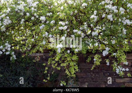 EXOCHORDA X MACRANTHA DIE BRAUT Stockfoto